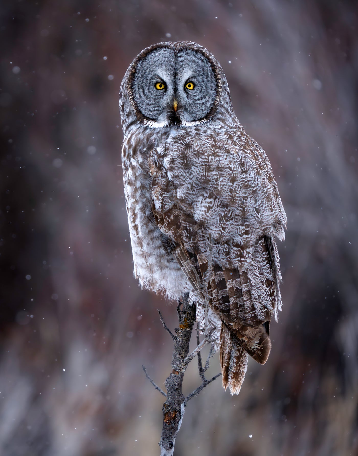 Great Grey Owl