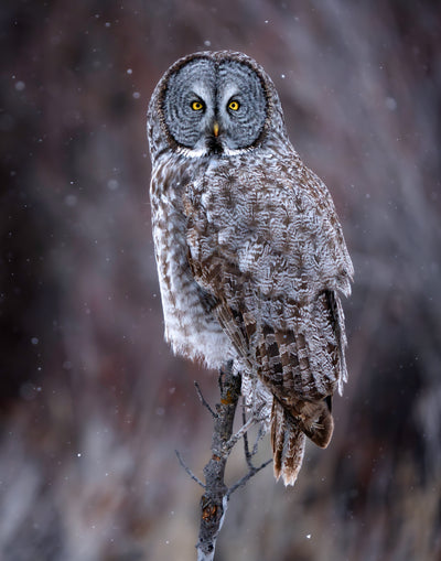 Great Grey Owl