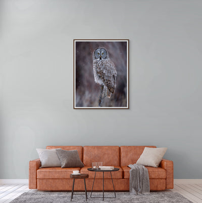 Great Grey Owl