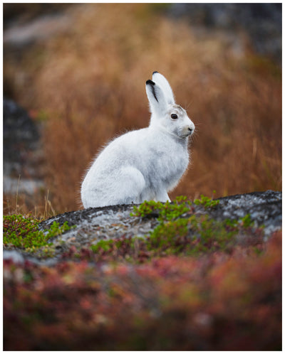 Arctic Hare