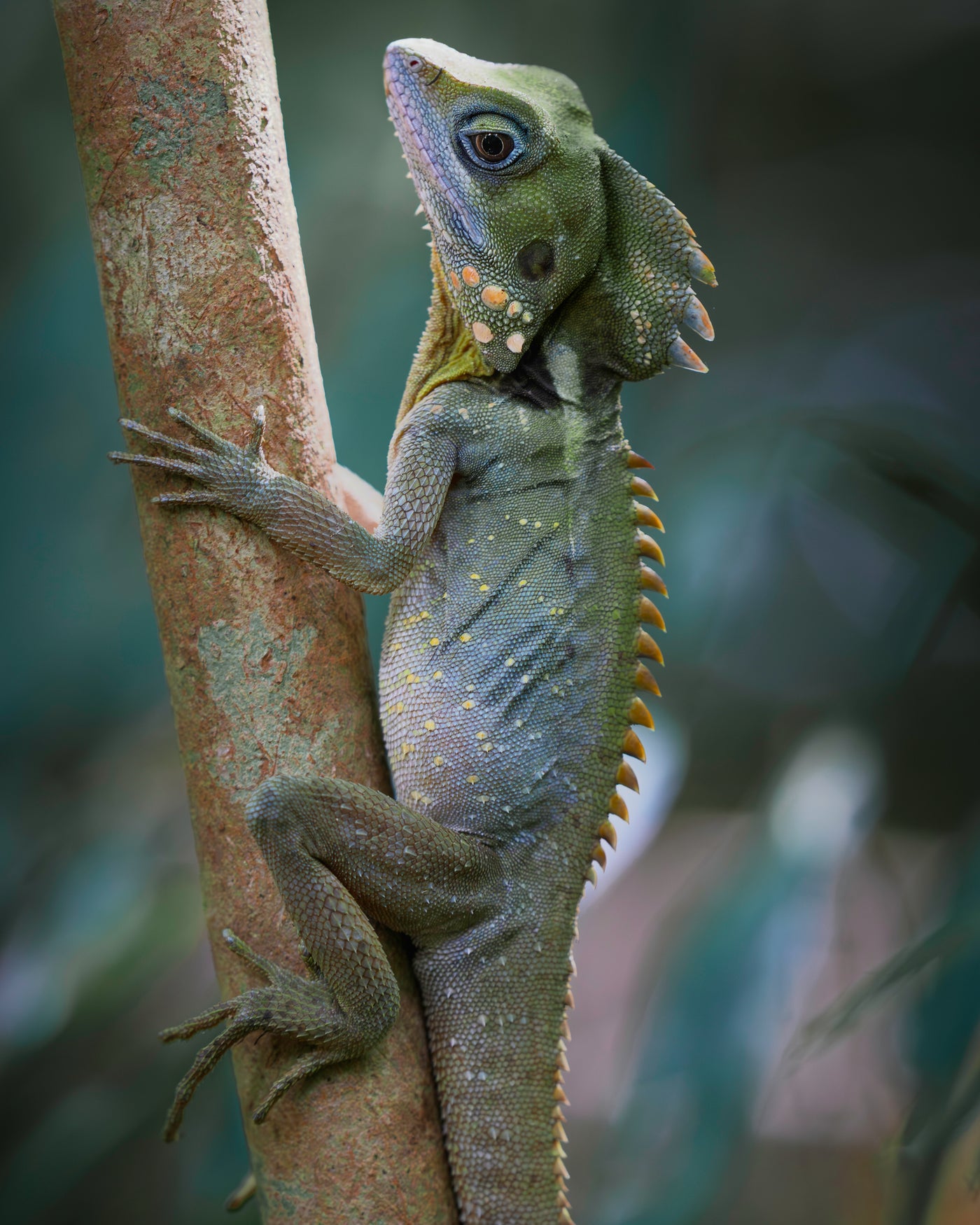 Boyd's Forest Dragon