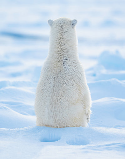 Arctic Contemplations