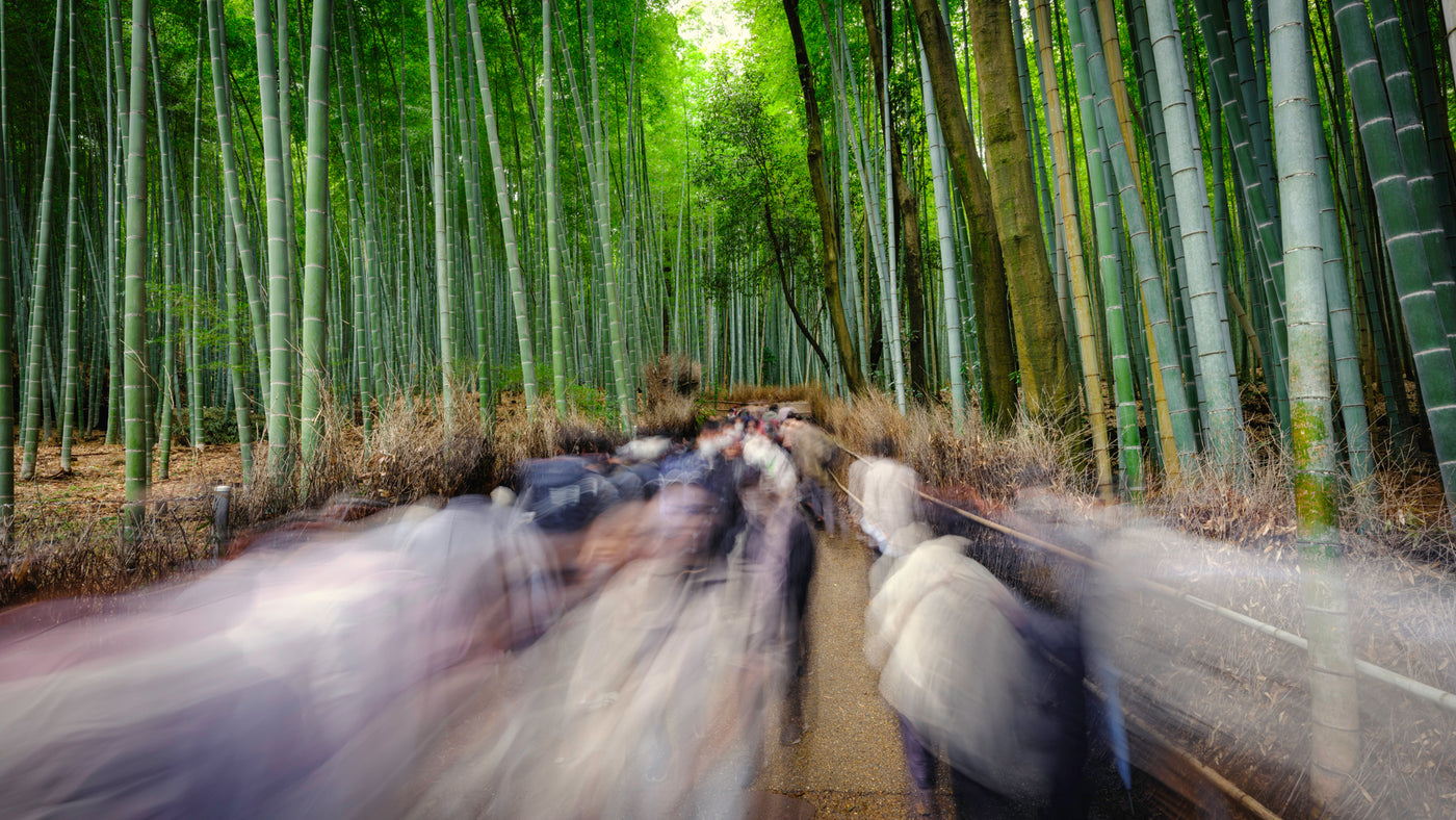 Ghosts of the Bamboo Forest