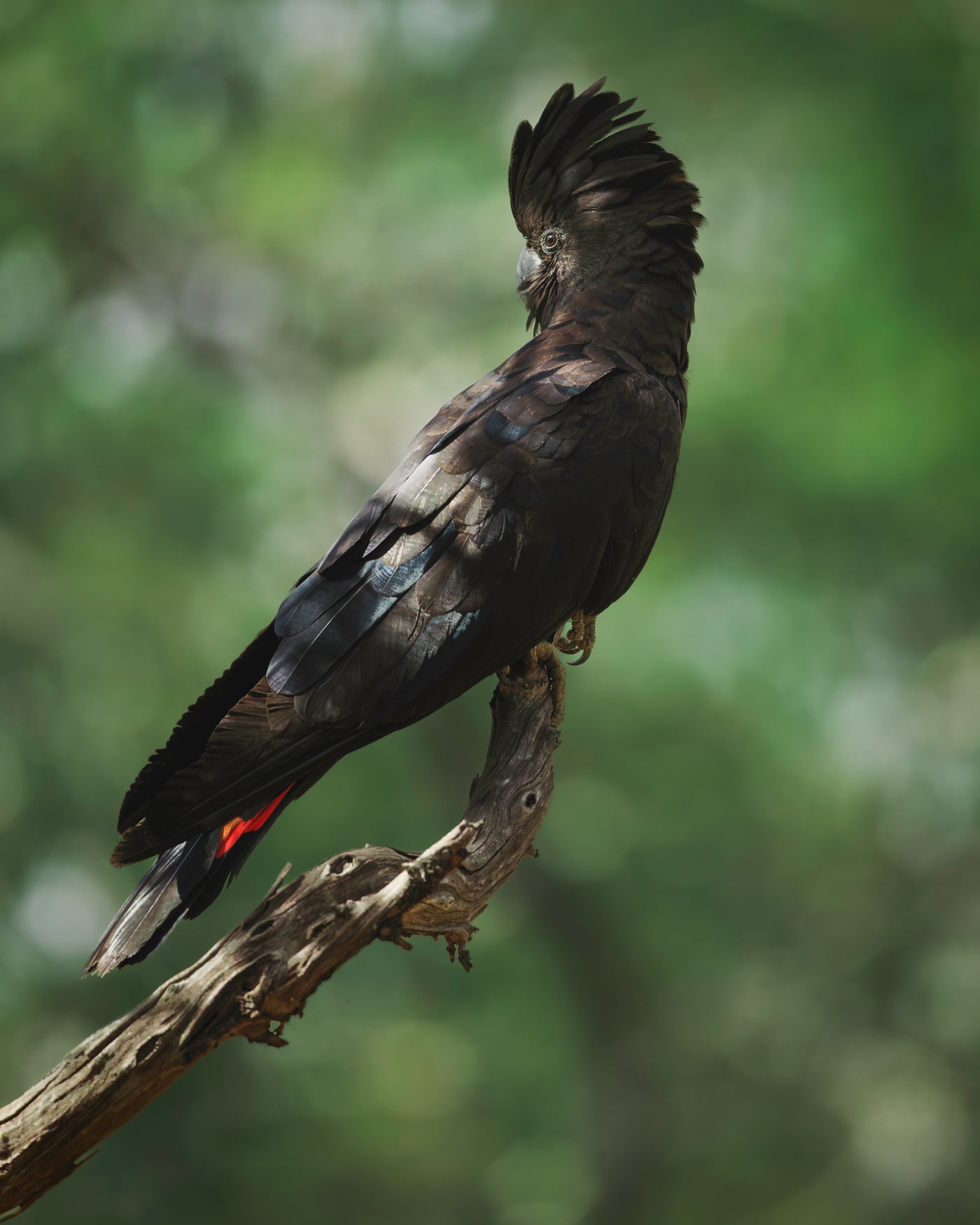 The Red-Tailed Black Cockatoo
