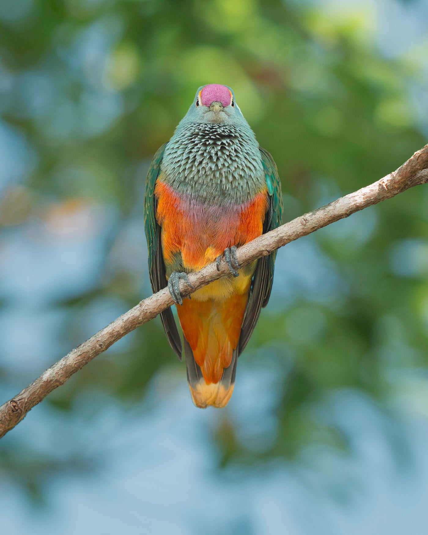 The Rose-Crown Fruit Dove