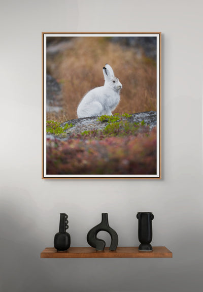 Arctic Hare