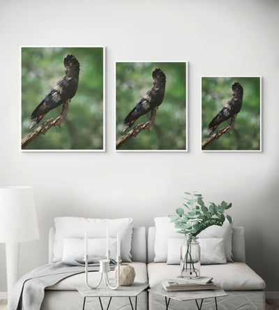 The Red-Tailed Black Cockatoo